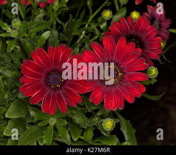 Rosso scuro fiori di Osteospermum ecklonis - Osteospermum fiamma Foto Stock