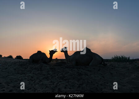 Immagine orizzontale di due cammelli silhouette durante il tramonto nel deserto di Thar, situato vicino a Jaisalmer, la città dorata in India. Foto Stock