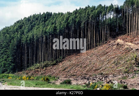 Slash talee dalla vendemmia di alberi dall'industria del legno si trovano su una collina disboscate in Nuova Zelanda. La scartato ed essiccato-log out e rami di alberi sono considerati un rischio di incendio nonché un visual batterico sul paesaggio naturale. Registratori sono sollecitati e persino richiesto in alcune aree del mondo per chip delle impurità legnose per strame o altri usi. Foto Stock