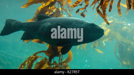 Giganti di Mare pesce bass Stereolepis gigas fluttua tra kelp gigante Macrocystis pyrifera nella California del Sud Foto Stock