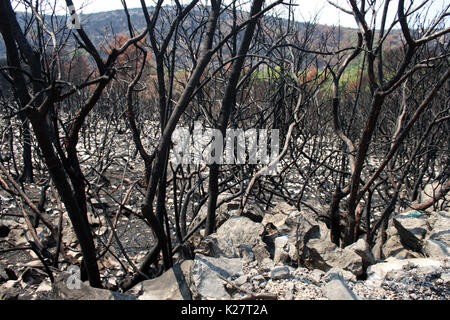 Disastro ambientale dopo il grande incendio a Lustica, Montenegro Foto Stock