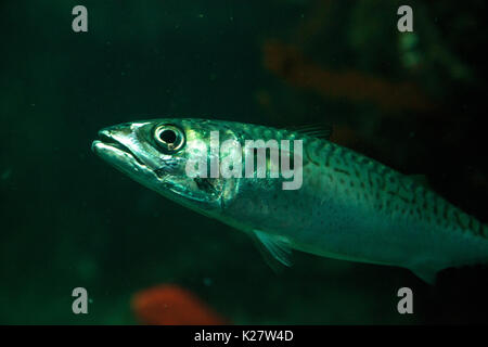 Pacifico pesce sardine SARDINOPS SAGAX nuota tra kelp gigante Macrocystis pyrifera nella California del Sud Foto Stock