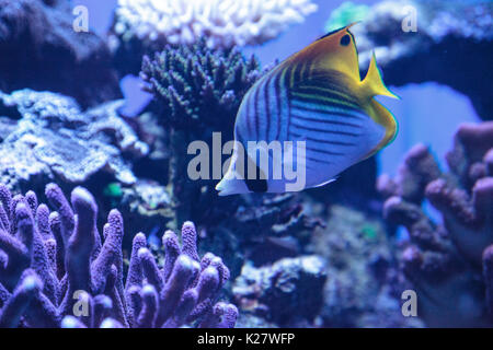 Raccoon butterflyfish Chaetodon lunula si trova nella regione di Indo-Pacifico. Foto Stock