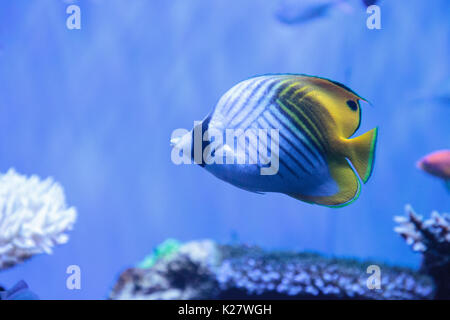 Raccoon butterflyfish Chaetodon lunula si trova nella regione di Indo-Pacifico. Foto Stock