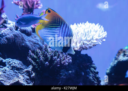 Raccoon butterflyfish Chaetodon lunula si trova nella regione di Indo-Pacifico. Foto Stock