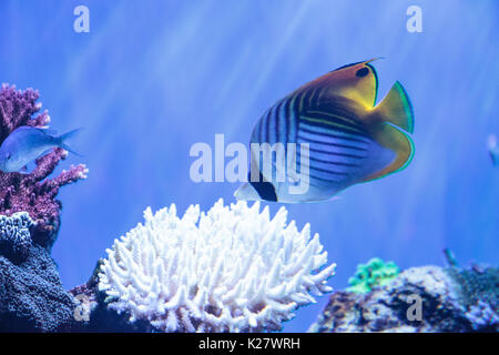 Raccoon butterflyfish Chaetodon lunula si trova nella regione di Indo-Pacifico. Foto Stock