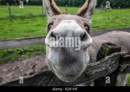 In prossimità di una miniatura nosey asino mediterraneo a Lancaster Park e la Fattoria degli animali, Chadderton, vicino a Oldham, Greater Manchester, UK. Foto Stock