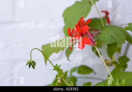 Ivy lasciarono i gerani in fiore contro un bianco muro di mattoni. Foto Stock
