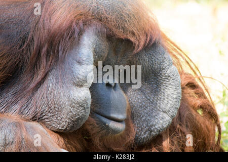 Orangutan in attesa per le persone a prendere le foto nel giardino zoologico in Thailandia, a volte sembrava triste Foto Stock