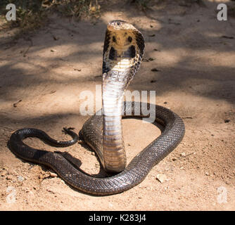 Cobra pronto ad attaccare Foto Stock