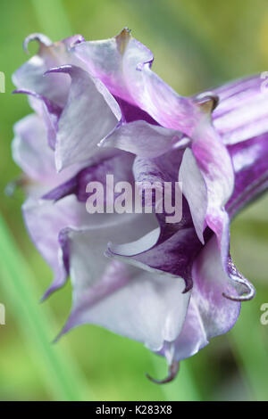 Datura fastuosa metel, Viola Ballerina, flower blossom closeup di bianco e petali di colore viola. Alson sapere come Devil's tromba o Angelo tromba. Foto Stock