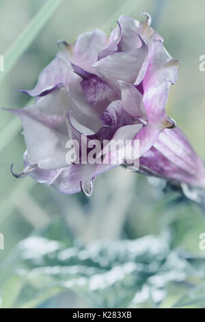 Primo piano artistico di Datura fastuosa metel, Viola Ballerina, flower blossom. Alson sapere come Devil's tromba o Angelo tromba. Foto Stock