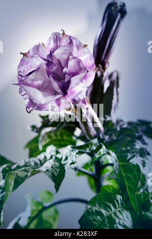 Datura fastuosa metel, Viola Ballerina, flower blossom. Alson sapere come Devil's tromba o Angelo tromba. Studio shot su sfondo grigio. Foto Stock