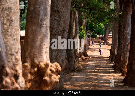 Africa,Malawi,Lilongwe distretto, Nzama village. Sequoia gigante Foto Stock