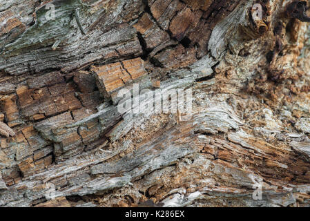 Il vecchio legno marcio nella foresta closeup Foto Stock