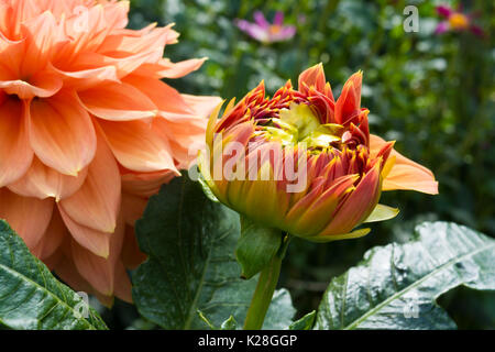 Nuova fioritura color albicocca christie leader dahlia crescendo in un giardino riempito con altri dalie. molto superficiale concentrarsi solo sul nuovo capolino l Foto Stock