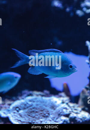 Blu Verde Vanderbilts chomis pesce, Chromis vanderbilti, ha un colore verde pallido e si trova sulla scogliera Foto Stock