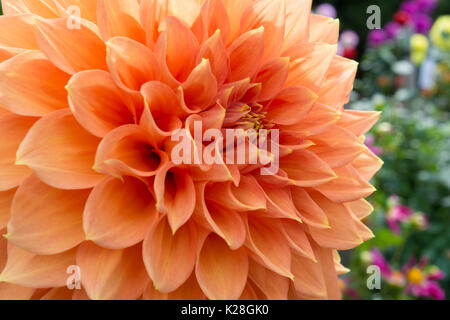 Vista parziale di una crescente color albicocca christie leader dahlia con la coloratissima serie di fiori in background. shallow concentrarsi solo sulle principali fl Foto Stock