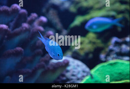 Blu Verde Vanderbilts chomis pesce, Chromis vanderbilti, ha un colore verde pallido e si trova sulla scogliera Foto Stock