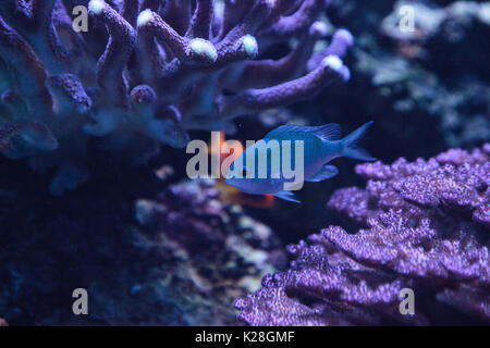 Blu Verde Vanderbilts chomis pesce, Chromis vanderbilti, ha un colore verde pallido e si trova sulla scogliera Foto Stock