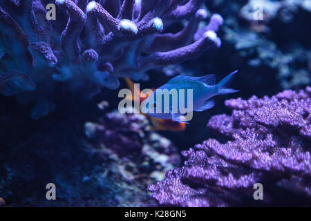 Blu Verde Vanderbilts chomis pesce, Chromis vanderbilti, ha un colore verde pallido e si trova sulla scogliera Foto Stock