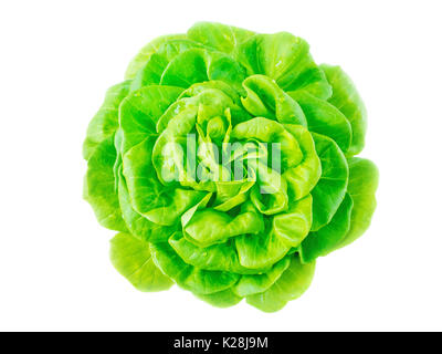 Insalata di lattuga testa con gocce di acqua vista dall'alto isolato su bianco Foto Stock