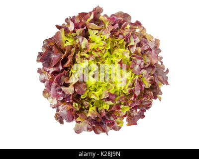 Quercia rossa foglie di insalata di lattuga testa vista dall'alto isolato su bianco Foto Stock