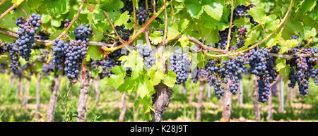 Chiudere fino al rosso Uva nera in un vigneto, sfondo panoramico, vendemmia concept Foto Stock