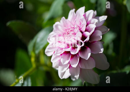 Rosa e Bianco aitara diadema dahlia da vista laterale con molto poco profonde sulla messa a fuoco al centro della testa di fiori più vicino al fotografo lasciando everyt Foto Stock