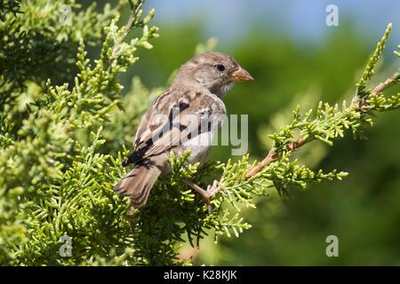 Casa passero appollaiato su un albero Foto Stock
