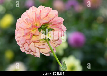 Robin Hood dahlia rivolto lontano e sostenuta da una varietà di differenti dalie colorate in crescita in background. shallow focus sui principali leavin fiore Foto Stock