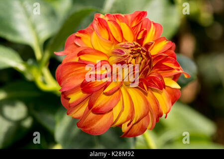 Unico albicocca/arancio e giallo glenmarc viva dahlia crescente nel suo fogliame naturale impostazione. shallow concentrarsi solo sulla testa dei fiori. Foto Stock