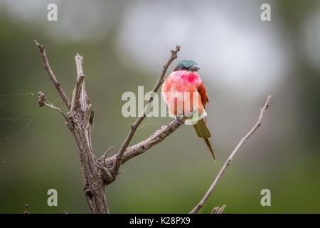 Southern carmine gruccione seduto su un ramo del delta dell'Okavango, Botswana. Foto Stock