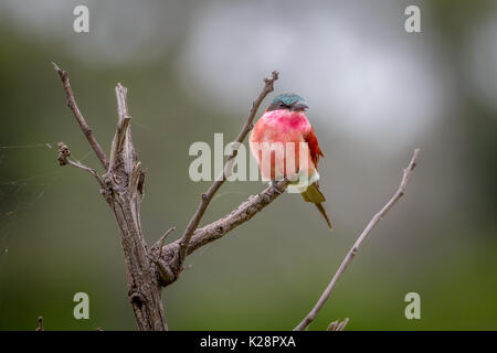 Southern carmine gruccione seduto su un ramo del delta dell'Okavango, Botswana. Foto Stock