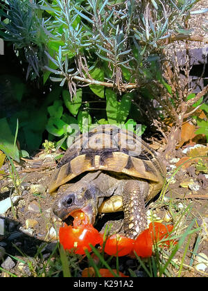 La tartaruga mangia il pomodoro. Un po' di tartaruga marina nel mio giardino di mangiare un pomodoro. Egli è appagato. La sua bocca è aperta per un morso. Foto Stock