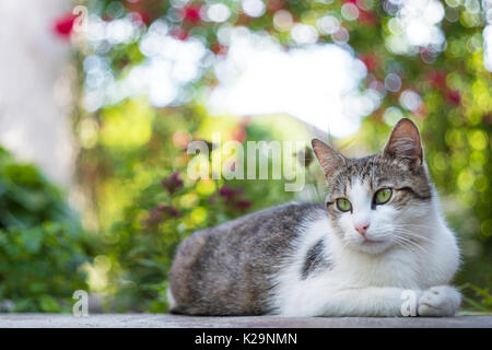 Ritratto di gatto seduto sotto arco di rose in estate Foto Stock