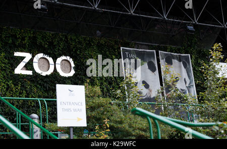 Londra, settembre, UK. 24 Ago, 2017. Foto di Tian Tian e Yang Guang sono visto d'ingresso per lo Zoo di Edimburgo in Scozia, Gran Bretagna il 28 agosto, 2017. Tian Tian, il solo cinese femmina panda gigante in Gran Bretagna è in stato di gravidanza e un cucciolo potrebbe essere nato nel mese di settembre i media locali hanno riferito qui su 24 Agosto 2017. Tian Tian, che significa Sweetie in cinese, è nato il 24 agosto 2003 a allo Zoo di Pechino in Cina. Lei è attualmente vivono con Yang Guang, significato Sunshine in cinese, presso lo Zoo di Edimburgo, Scozia. Essi sono in gran bretagna da sola coppia di panda. Credito: Han Yan/Xinhua/Alamy Live News Foto Stock