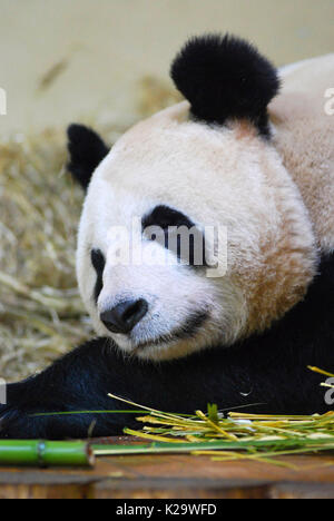 Londra, settembre, UK. 24 Ago, 2017. Una foto non datata fornito da Edinburgh Zoo mostra panda gigante Tian Tian presso lo Zoo di Edimburgo, Scozia. Tian Tian, il solo cinese femmina panda gigante in Gran Bretagna è in stato di gravidanza e un cucciolo potrebbe essere nato nel mese di settembre i media locali hanno riferito qui su 24 Agosto 2017. Tian Tian, che significa Sweetie in cinese, è nato il 24 agosto 2003 a allo Zoo di Pechino in Cina. Lei è attualmente vivono con Yang Guang, significato Sunshine in cinese, presso lo Zoo di Edimburgo, Scozia. Essi sono in gran bretagna da sola coppia di panda. Credito: Edinburgh Zoo/Xinhua/Alamy Live News Foto Stock