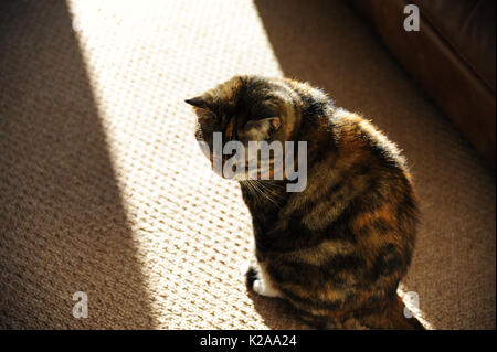 Gatto in una patch di sole. Foto Stock