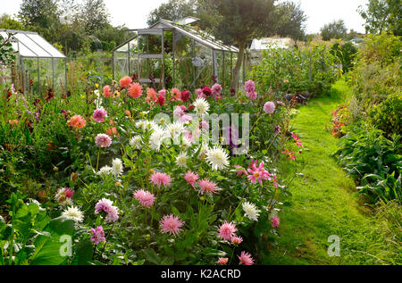 Dahlia fiori che crescono su un riparto, melton constable, North Norfolk, Inghilterra Foto Stock