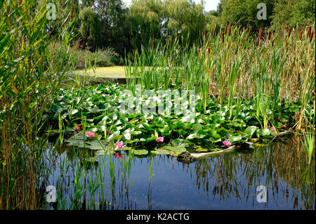 Il millennium giardino, pensthorpe riserva naturale, Norfolk, Inghilterra Foto Stock