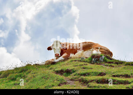 Mucca alpina del pascolo godendo la libertà Foto Stock