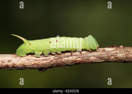 Un Pioppo Hawk-moth Caterpillar (Laothoe populi). Foto Stock