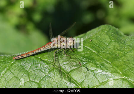 Un comune Darter Dragonfly (Sympetrum striolatum) arroccato su una foglia. Foto Stock
