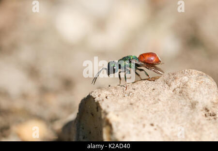 Un minuscolo Ruby-tailed Wasp (Chrysis ignita) seduto su di una roccia. Foto Stock