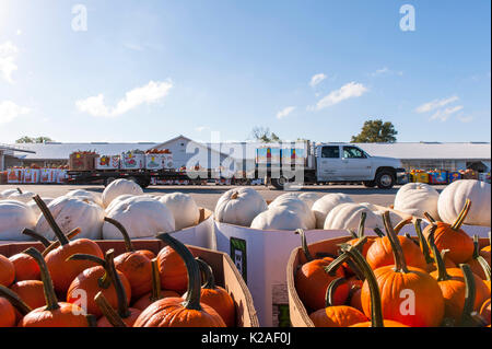 Zucche caricato sul carrello pronto per la partenza da LEOLA PRODURRE MERCATO, LANCASTER PENNSYLVANIA Foto Stock