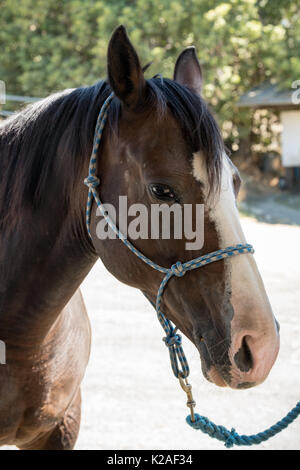 Fronte di taglio del cavallo da vicino Foto Stock