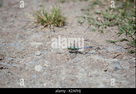 Immaturo pondhawk maschio dragonfly appollaiato sul terreno Foto Stock