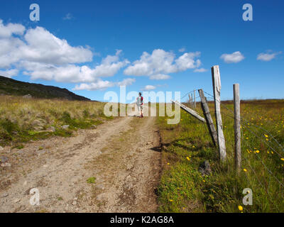 Pali da recinzione e via vicino Holmavík, Islanda Foto Stock