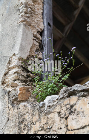 Minuscoli fiori viola crescere su una parete di un edificio a Hacienda Yaxcopoil, Yaxcopoil, Yuvatan, Messico. Foto Stock